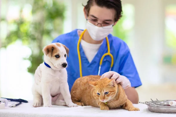 고양이를 대상으로 수의사의 강아지와 고양이 확인하고 고양이의 — 스톡 사진