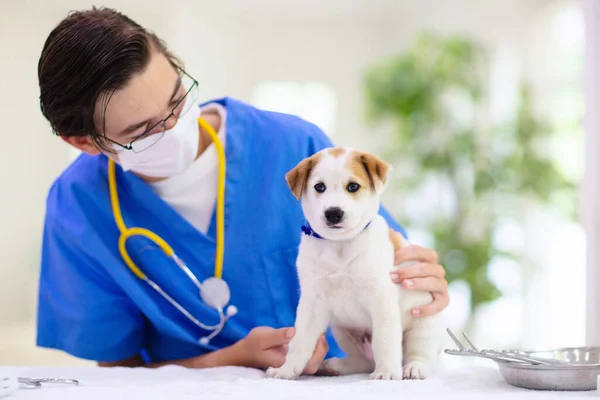 Vet Examining Dog Puppy Veterinarian Doctor Animal Clinic Pet Check — Stock Photo, Image
