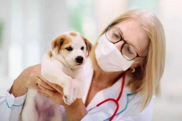 Vet Examining Dog Puppy Veterinarian Doctor Animal Clinic Pet Check — Stock Photo, Image