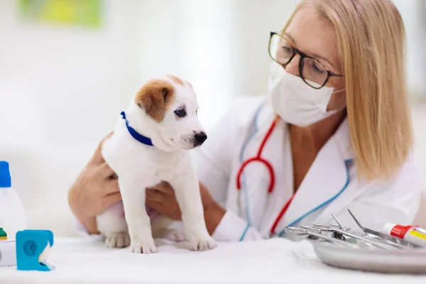 Vet Cão Examinador Filhote Cachorro Médico Veterinário Clínica Animal Verificação — Fotografia de Stock