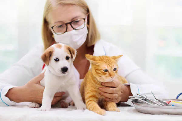 Vet Examinando Cão Gato Filhote Cachorro Gatinho Médico Veterinário Clínica — Fotografia de Stock