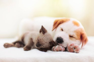 Kedi ve köpek birlikte yatıyor. Yavru kedi ve köpek kestiriyor. Ev hayvanları. Hayvan bakımı. Aşk ve arkadaşlık. Evcil hayvanlar.