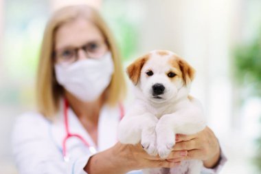 Veteriner köpeği. Veteriner doktorunda köpek yavrusu. Hayvan kliniği. Hayvan kontrolü ve aşılama. Köpekler için sağlık hizmeti. Yavru köpek iğne oluyor..