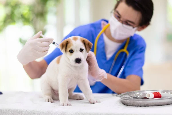 Chien Examen Vétérinaire Chiot Chez Médecin Vétérinaire Clinique Animale Contrôle — Photo