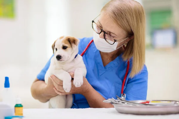 Dierenonderzoekende Hond Puppy Bij Dierenarts Dierenkliniek Huisdier Controle Vaccinatie Gezondheidszorg — Stockfoto