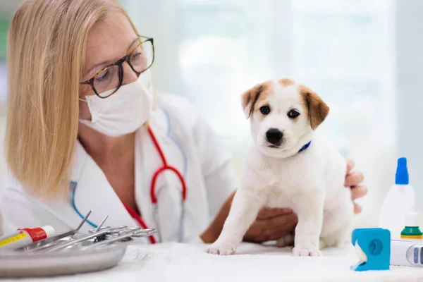 Veterinaria Examinando Perro Cachorro Médico Veterinario Clínica Animal Control Mascotas —  Fotos de Stock