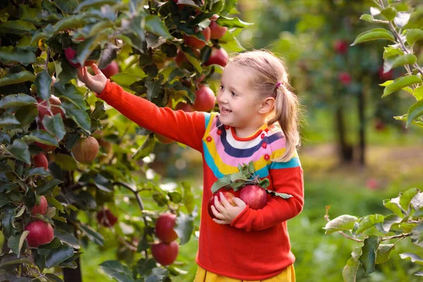 Niño Recogiendo Manzanas Una Granja Otoño Niña Jugando Huerto Manzanos —  Fotos de Stock