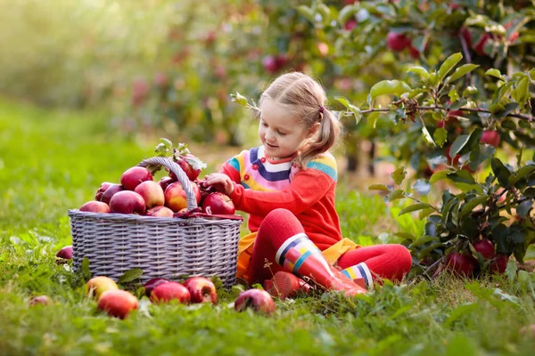 Sonbaharda bir çiftlikte elma toplayan bir çocuk. Elma ağacı bahçesinde oynayan küçük bir kız. Çocuklar sepetten meyve toplar. Sonbahar hasadında meyve yiyen bir çocuk. Çocuklar için açık hava eğlencesi. Sağlıklı beslenme.