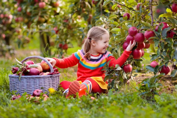 秋に農場でリンゴを摘む子供 リンゴの木の果樹園で遊んでいる女の子 子供たちはバスケットに果物を選ぶ 秋の収穫で果物を食べる幼児 子供のための屋外の楽しみ 健康的な栄養 — ストック写真