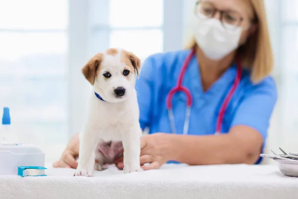 Vet Examining Dog Puppy Veterinarian Doctor Animal Clinic Pet Check — Stock Photo, Image