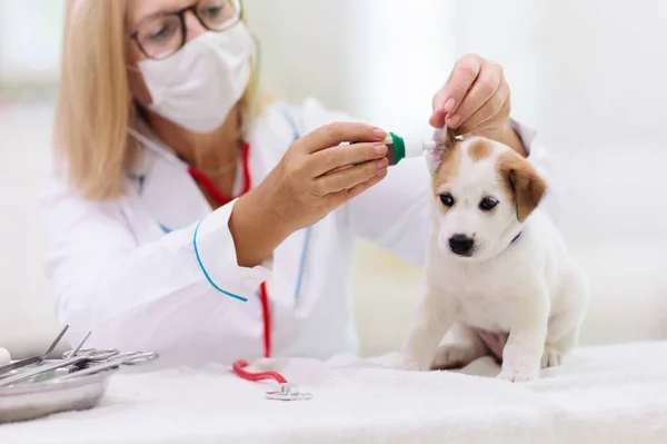 Chien Examen Vétérinaire Chiot Chez Médecin Vétérinaire Clinique Animale Contrôle — Photo