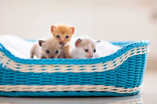 猫在篮子里 小猫咪在家里 宠物及家畜护理 — 图库照片