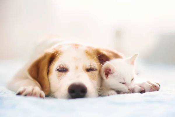 Cat Dog Sleeping Together Kitten Puppy Taking Nap Home Pets — Stock Photo, Image