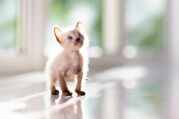 Baby Cat Siamese Kitten Playing Couch Knitted Blanket Domestic Animal — Stock Photo, Image