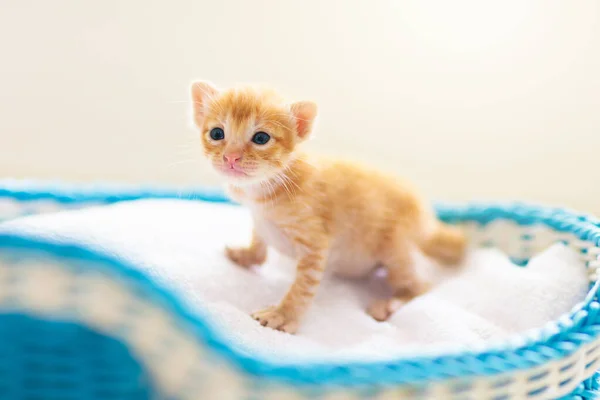 Kitten Een Mand Kleine Kat Thuis Huisdieren Huisdieren Verzorgen — Stockfoto