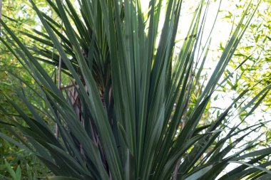 Güneşli bir günde palmiye ağacı yakın görünüm