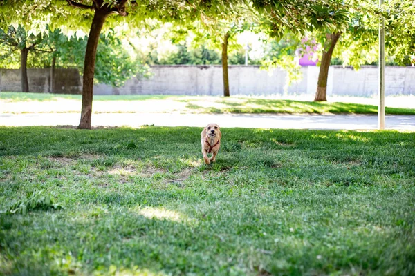 Маленькая Собака Играет Траве — стоковое фото