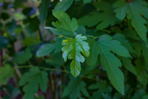 Зеленые Листья Текстуры Фона — стоковое фото