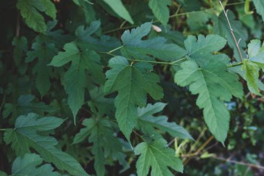 bitkiler yeşil yaprak arkaplan dokusu