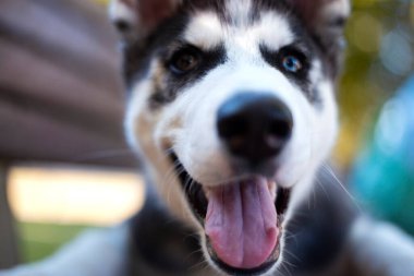 Köpek yavrusu köpek dili, yüz.