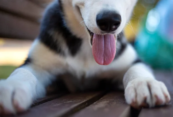 puppy husky dog tongue, face
