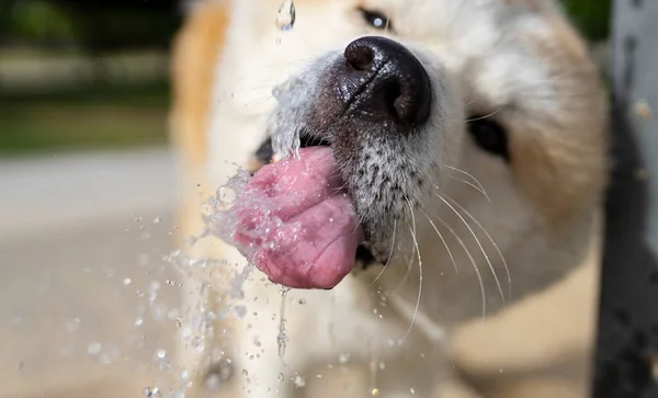 Chien Buvant Eau Une Fontaine Moment Gelé — Photo