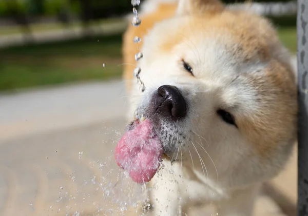 Chien Buvant Eau Une Fontaine Moment Gelé — Photo