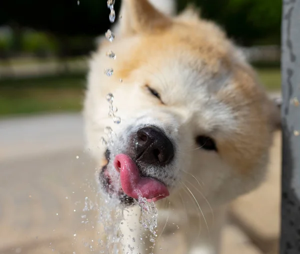 Cão Água Potável Uma Fonte Momento Congelado — Fotografia de Stock
