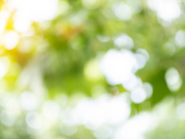 Güzel doğa Bokeh. Bulanık arkaplan