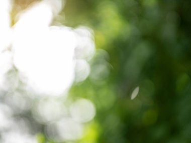 Güzel doğa Bokeh. Bulanık arkaplan
