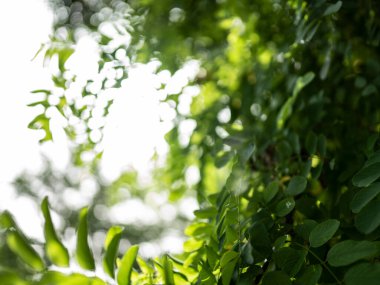 Güzel doğa Bokeh. Bulanık arkaplan