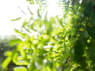 Güzel doğa Bokeh. Bulanık arkaplan