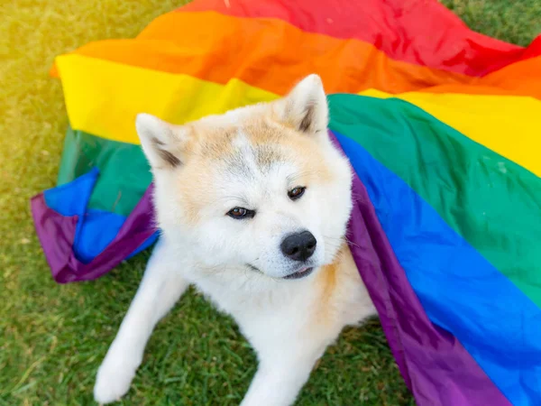 dog with a gay pride rainbow flag akita inu