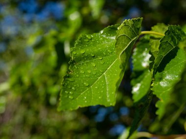 Sabah çiğ taneli yeşil yapraklar
