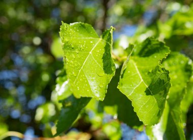 Sabah çiğ taneli yeşil yapraklar