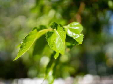 Sabah çiğ taneli yeşil yapraklar