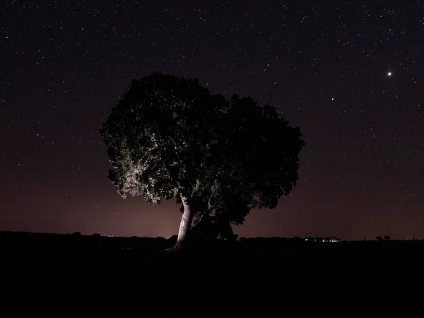Milchstraße Mit Dem Alten Sich Windenden Baum Allein Auf Dem — Stockfoto