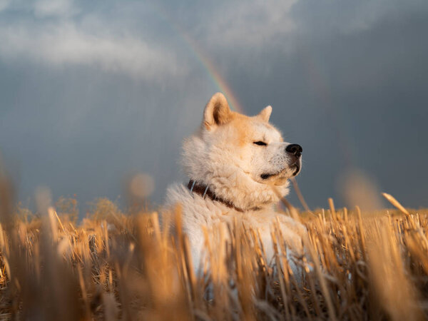 An Akita Inu in a freshly made wheat field. A dog in a field of straw.