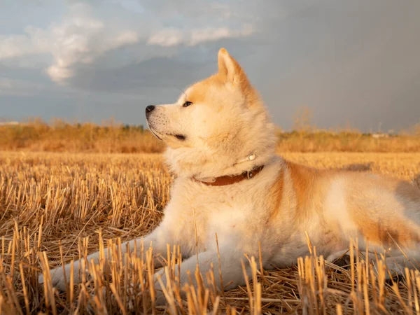 新鮮な麦畑の中にある秋田犬 藁畑の犬 — ストック写真