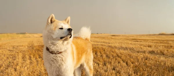 新鮮な麦畑の中にある秋田犬 藁畑の犬 — ストック写真