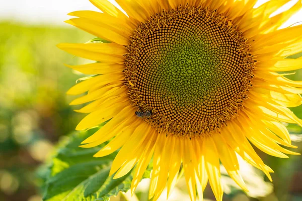 Girasol Con Una Abeja Día Soleado —  Fotos de Stock