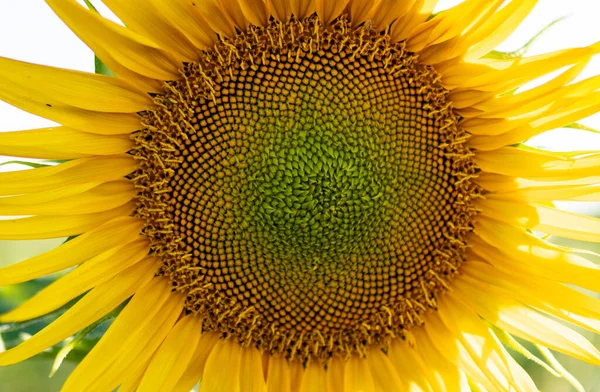 Соняшник Бджолою Сонячний День — стокове фото