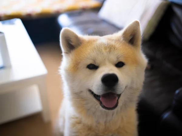 Akita Inu Σκυλί Κοιτάζοντας Τον Ιδιοκτήτη Του — Φωτογραφία Αρχείου