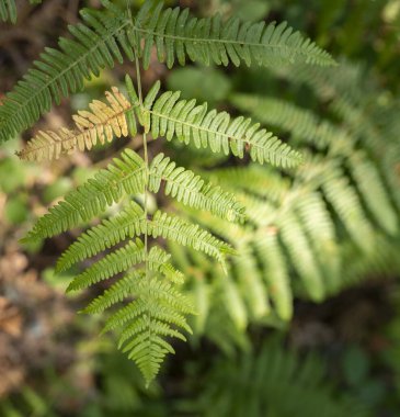 Orman ekolojisinin yeşil bitkileri