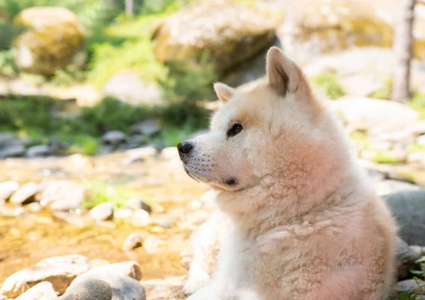 Wolfdog Dans Une Forêt Dans Rivière Voyager — Photo