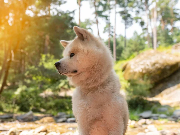 Vlčák Lese Řece Cestuje — Stock fotografie