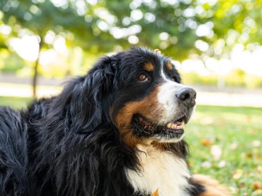 Bernese dağ köpeğinin muhteşem bir örneği.