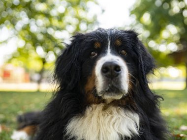 Bernese dağ köpeğinin muhteşem bir örneği.