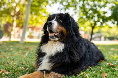Bernese dağ köpeğinin muhteşem bir örneği.