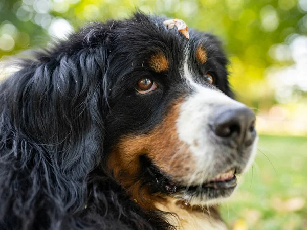 Happy Look Van Een Hond Zoek Naar Eigenaar — Stockfoto